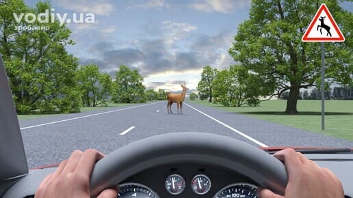 Дика тварина на проїзній частині, дорожній знак 1.36 «Дикі тварини», дії водія при появі перешкоди на дорозі
